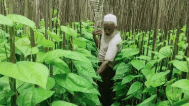 পান রপ্তানি নিয়ে ‘সুখবর’