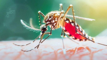 ২৪ ঘণ্টায় ডেঙ্গুতে ৯ জনের মৃত্যু