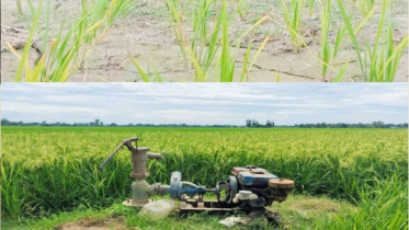 জ্বালানি তেলের দাম বৃদ্ধিতে বাড়ছে সেচ খরচ, চাপে আমন চাষিরা