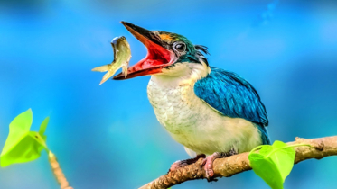মাছ শিকার করছে মাছরাঙা