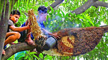 মধু সংগ্রহ